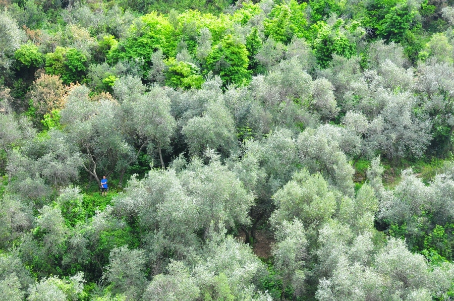 Blue amidst the olives