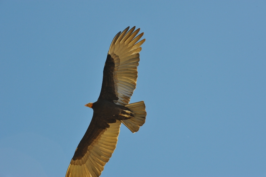 Black-collared Hawk (Busarellus nigricollis) in flight