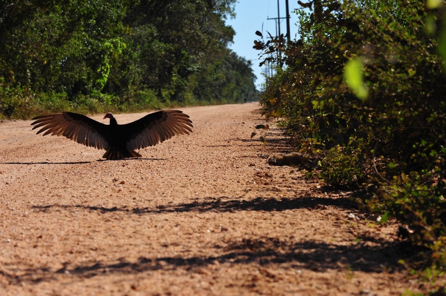 Common vulture guarding kill to right
