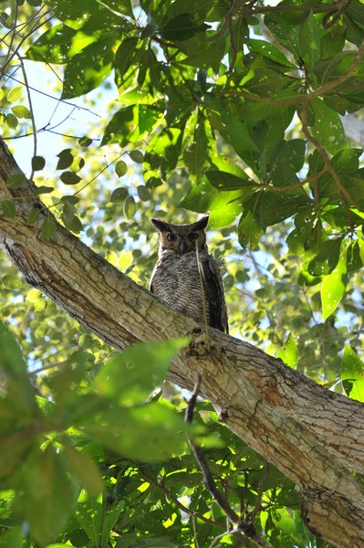 Great horned owl  (Bubo virginianus)