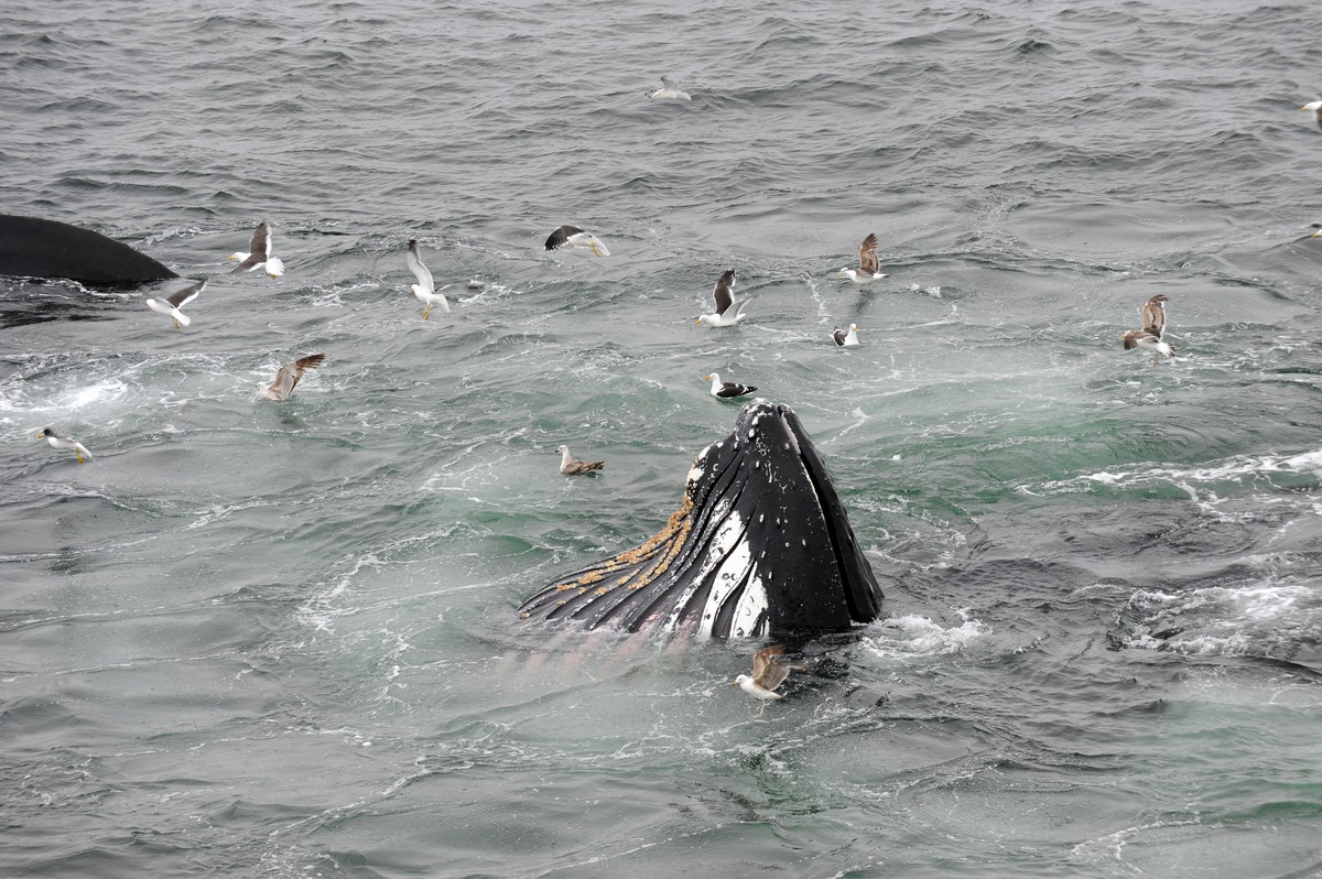 The humpbacks shoot vertically from below gorging and swallowing vast amounts of catch as they come up to the surface,