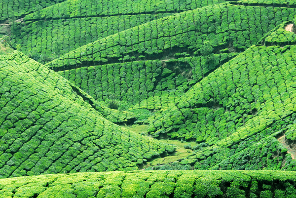 Tea gardens, Kerala
