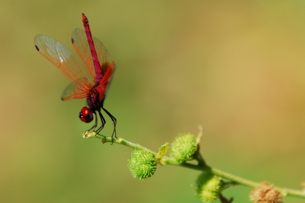 Damsel fly, India