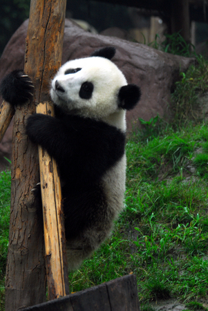 Panda, Chengdu