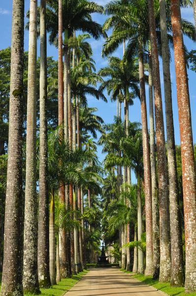 Towering palms at the Jardim Botanique