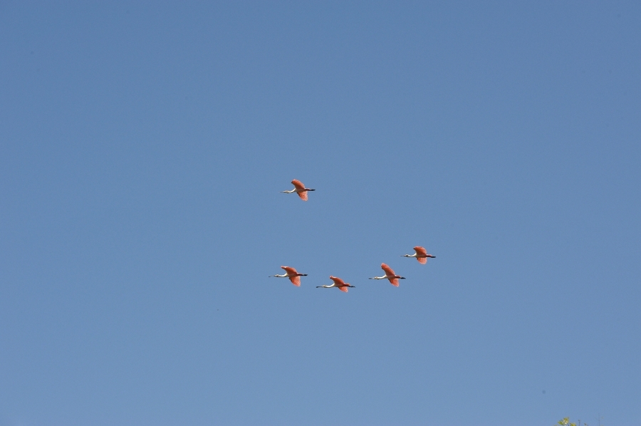 Roseate spoonbilled ibises (Platalea ajaja) in flight