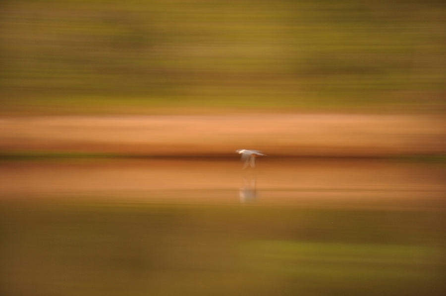 Kingfisher paints itself in a rush