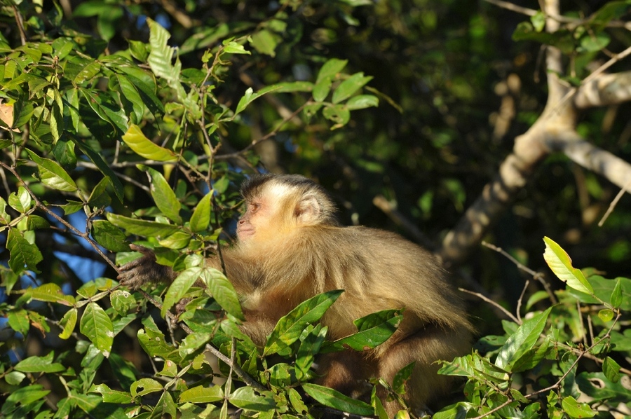 White headed capuchin monkey  (Cebus capucinus)