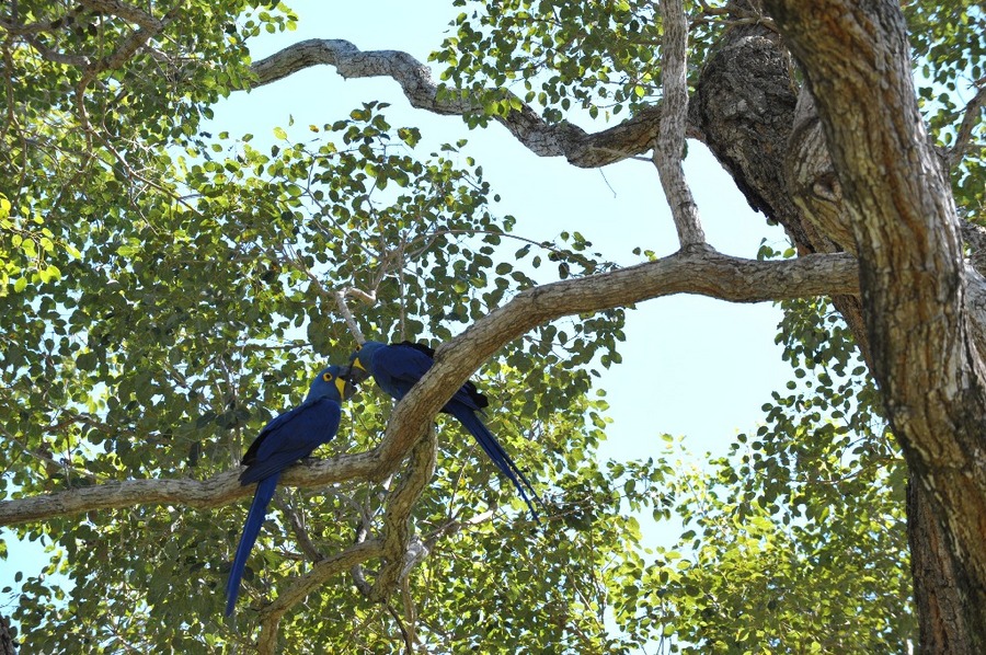 Hyacinth macaws  (Anodorhynchus hyacinthinus) - largest sparrows in the world