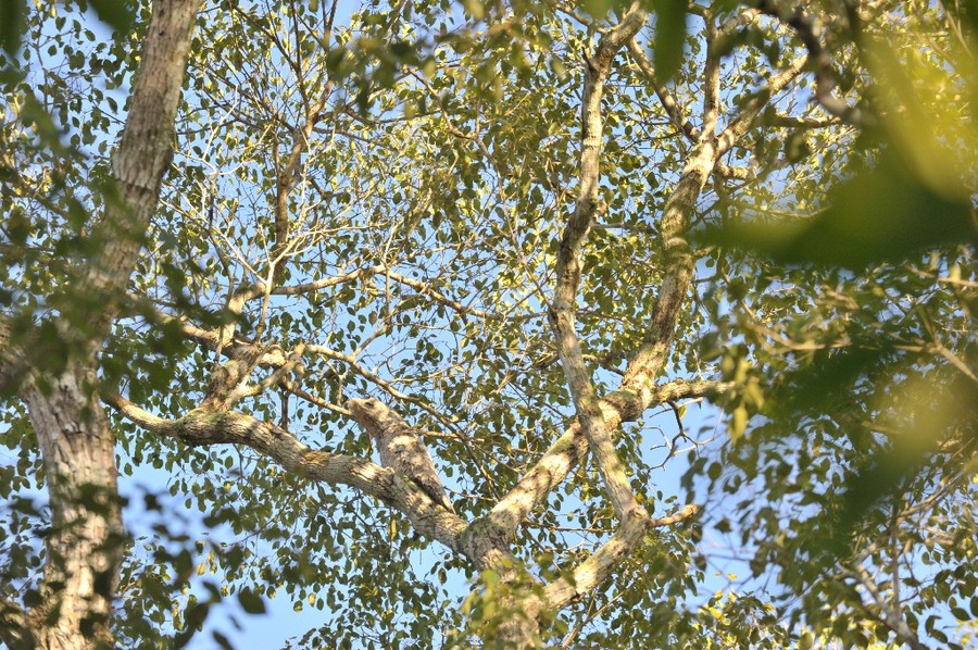 good luck spotting the Common potoo  (Nyctibius griseus) in this image.