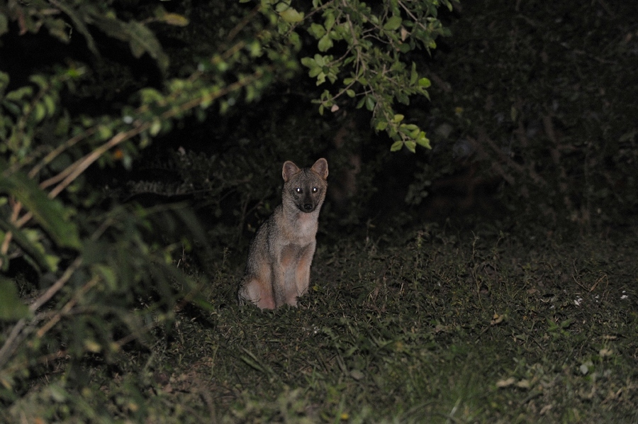 Crab-eating fox (Cerdocyon thous) 7PM darkness with flash