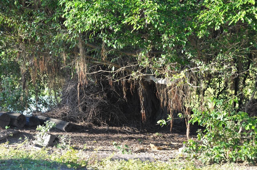 Photo essay - Here lies a Jabiru (Jabiru mycteria) nest destroyed by the storm