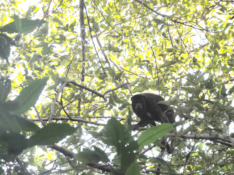 Howler monkey (Alouatta monotypic) deep in the Pantanal forest islands