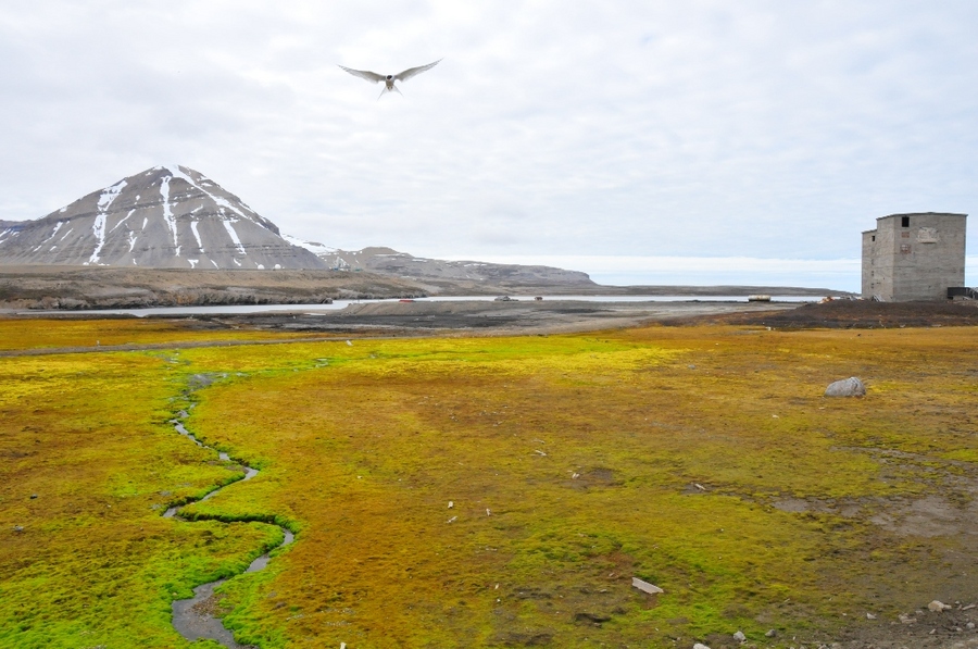 Tundra and rivulet