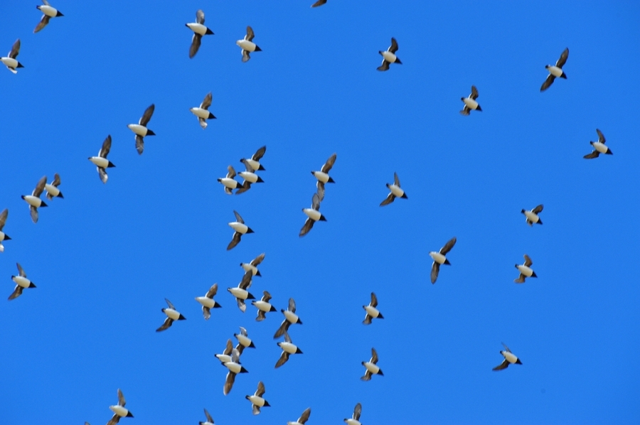 Flock of little auks