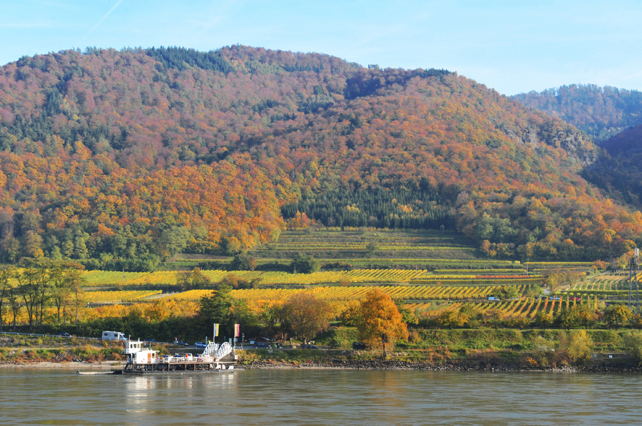 Vineyards by the Danube, Wachau