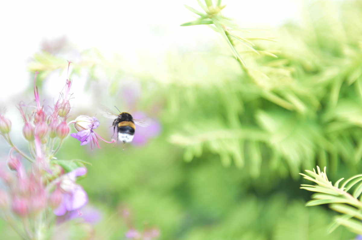 Bumble bee, Norway