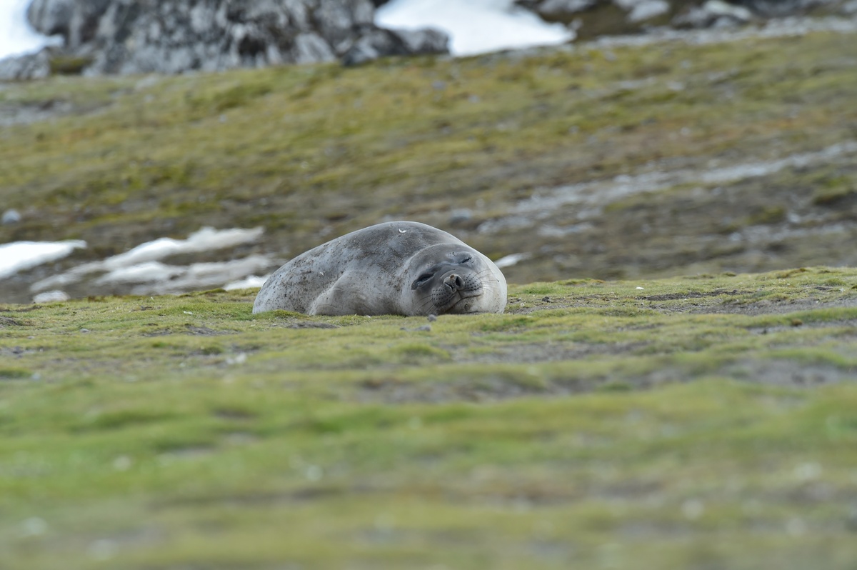 A juvenile elephant seal relaxes on Elephant Point.