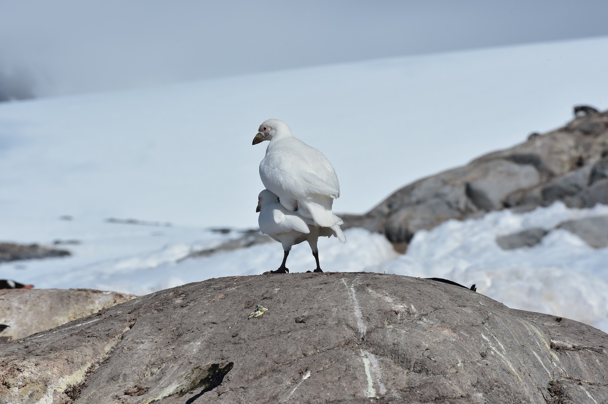 Colloquially known as the chickens of Antarctica, primarily due to the abundance, sheath bills breed on subantarctic islands and the Antarctic Peninsula.
