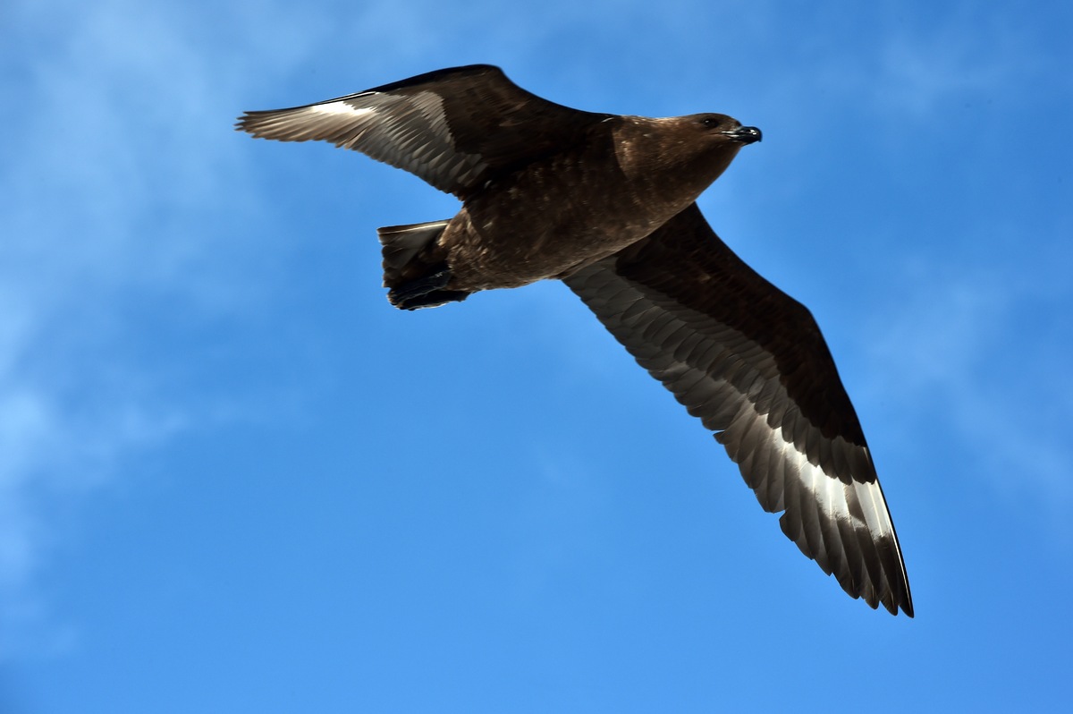 The south polar skua eats mainly fish, often obtained by robbing gulls, terns and even gannets of their catches. It will also eat other birds, rabbits, and carrion. Like most other skua species, it continues this piratical behaviour throughout the year, showing less agility and more brute force than the smaller skuas (jaegers) when it harasses its victims.