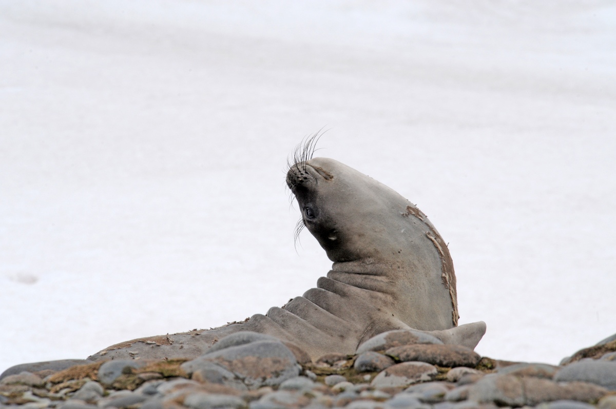  The hairs allow the seals to detect the wake of swimming fish and use that to capture prey.