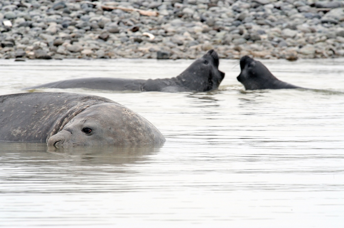 Weddell seals gather in small groups around cracks and holes in the ice. 