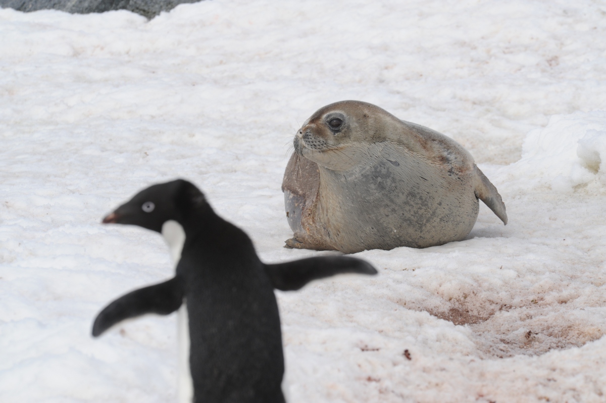 Antarctica is also home to seals - several types - Weddell seal shown above - named after British navigator James Weddell.