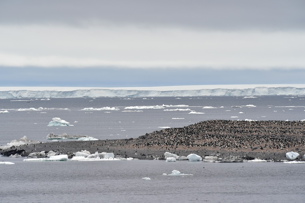 As large as hundreds of thousands as one can see in Paulet Island, Antarctica.