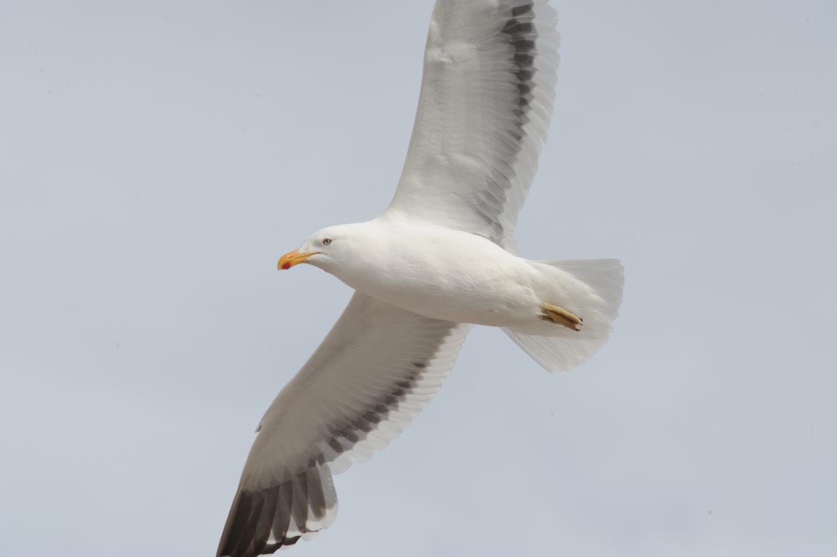 The birds look out for fish and krill to feed on. They also prey on eggs of penguins and other smaller birds. Shown above is a Kelp Gull in surveillance flight. The kelp gull superficially resembles two gulls from further north in the Atlantic Ocean, the lesser black-backed gull and the great black-backed gull and is intermediate in size between these two species. This species ranges from 54 to 65 cm (21 to 26 in) in total length, from 128 to 142 cm (50 to 56 in) in wingspan and from 540 to 1,390 g (1.19 to 3.06 lb) in weight.