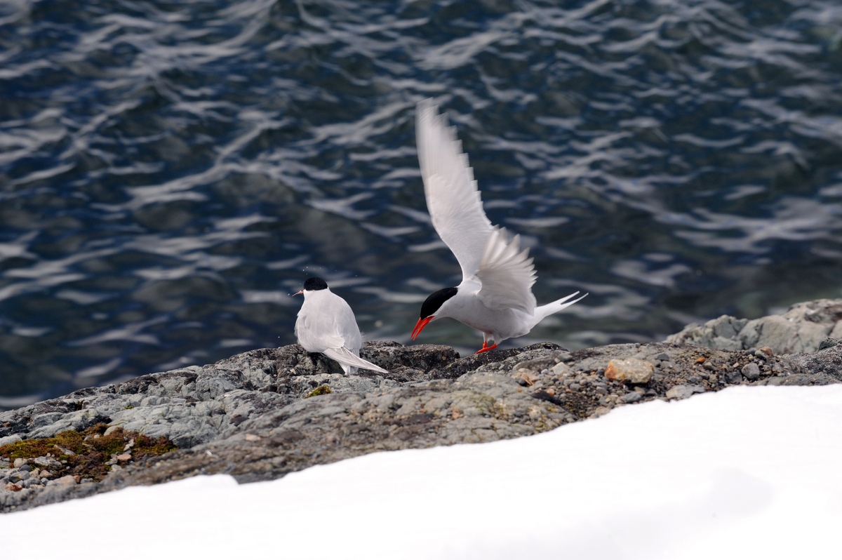 The Antarctic tern (Sterna vittata) is a typical tern. It ranges throughout the southern oceans. It is very similar in appearance to the closely related Arctic tern, but is stockier, and the wing tips are grey instead of blackish in flight. It is, of course, in breeding plumage in the southern summer, when the Arctic tern has moulted to its non-breeding plumage.
Breeding takes place from mid-November to early December. Chicks hatch from December to February. Skuas and jaegers are the primary predators of this bird's eggs and young. The total global population of this bird is around 140,000 individuals.