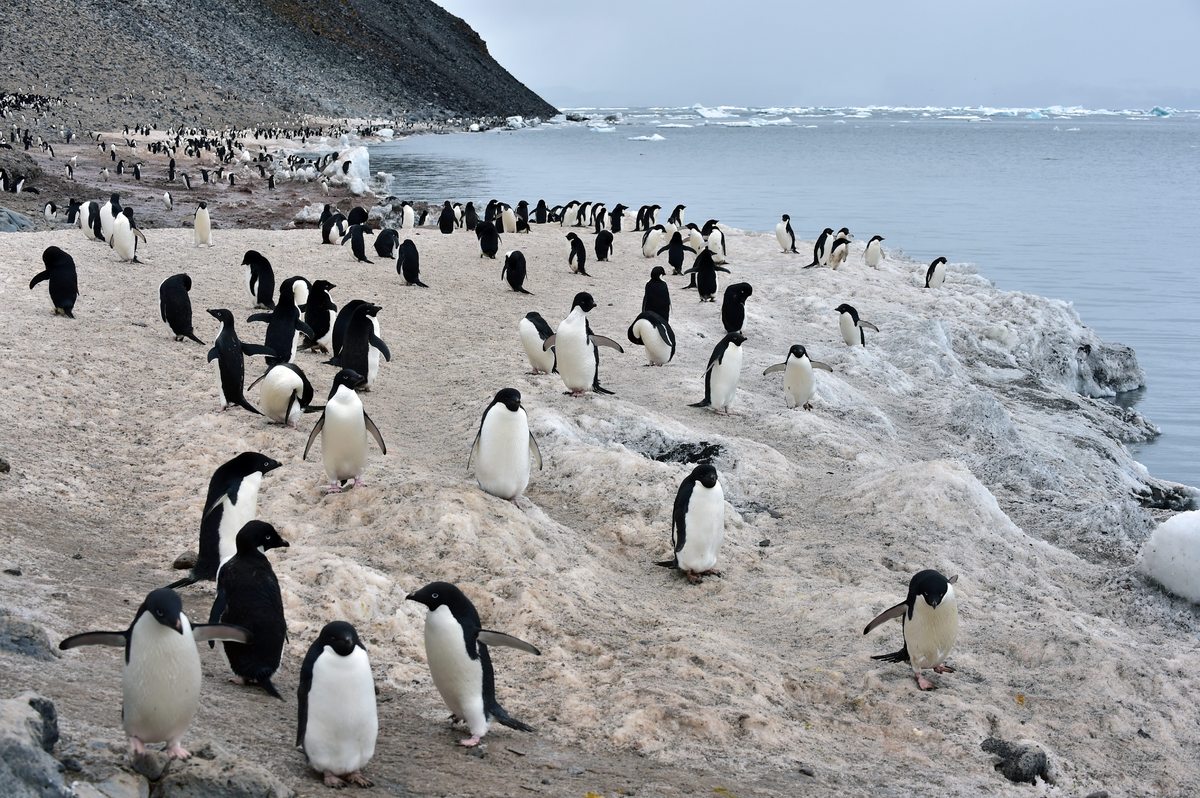 Here, we see a colony of Adelie penguins. They are among the most southerly distributed of all seabirds, along with the emperor penguin, the south polar skua, the Wilson's storm petrel, the snow petrel, and the Antarctic petrel. They are named after Adélie Land, in turn named for the wife of French explorer Jules Dumont d'Urville who discovered these penguins in 1840.