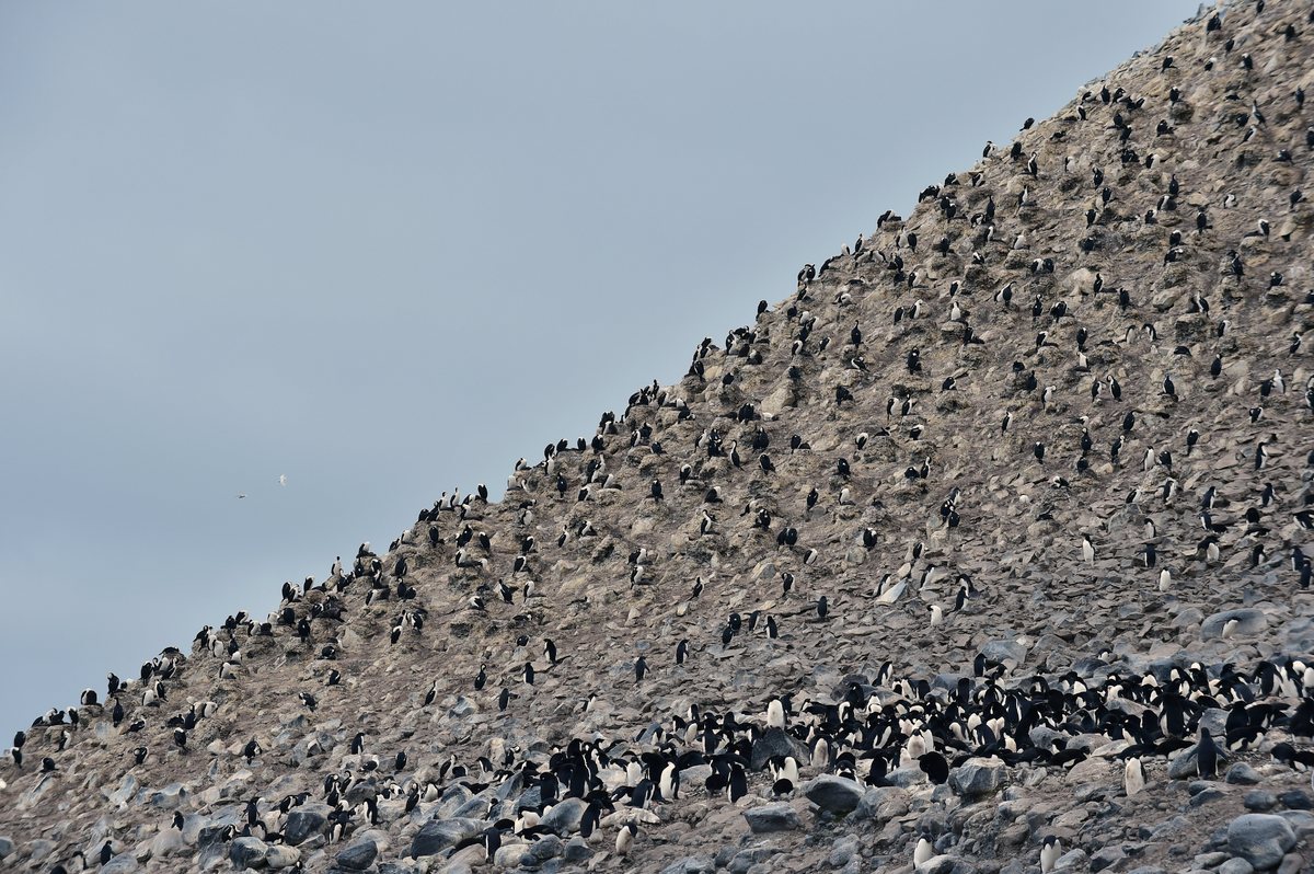Elsewhere, they are on gentler slopes like above. And at the foothills are co-existing neighbours - the penguins. Shown here are the adelie penguins.