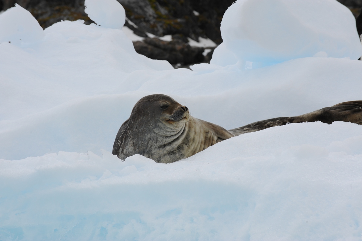 The leopard seal also referred to as the sea leopard, is the second largest species of seal in the Antarctic (after the southern elephant seal). The uncanny smile is not reflective of how friendly it is, but a distinctive feature to identify one.