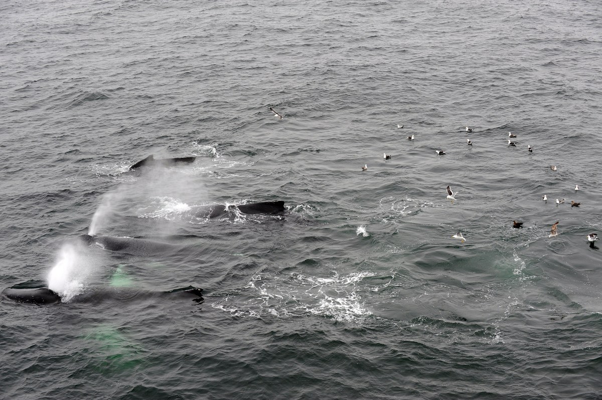 The whales then surface and target the next shoal of fishes to bubble net and feed on.