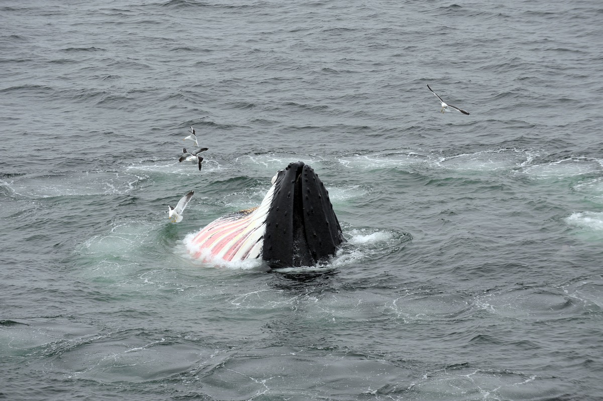 Juvenile humpback whales display tenderpink  throats - with blood flowing in the reliefs of the lower throat.