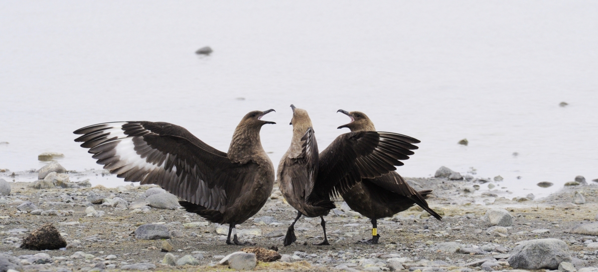 The south polar skua  is a large seabird in the skua family Stercorariidae. An older name for the bird is MacCormick's skua, after explorer and naval surgeon Robert McCormick, who first collected the type specimen. Skua's shown above engage in feisty dialogue over territory.