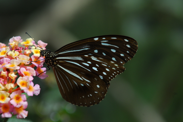 Borwn butterfly, India