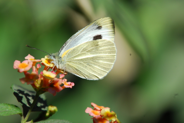 White butterfly, India