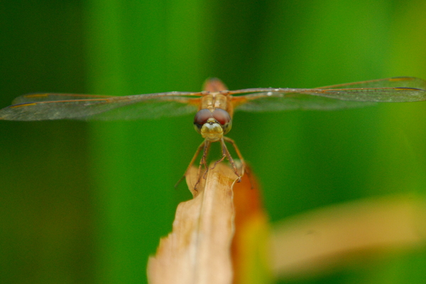Dragonfly, China