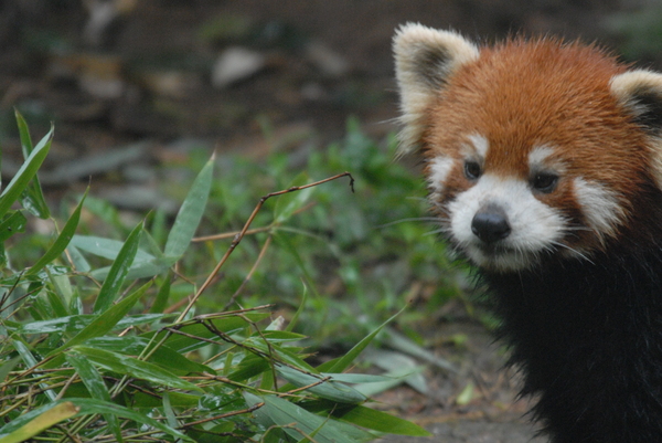 Red panda, Chengdu
