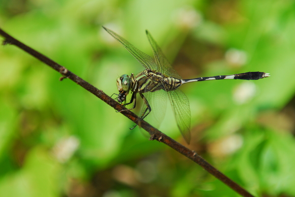 Dragonfly, India