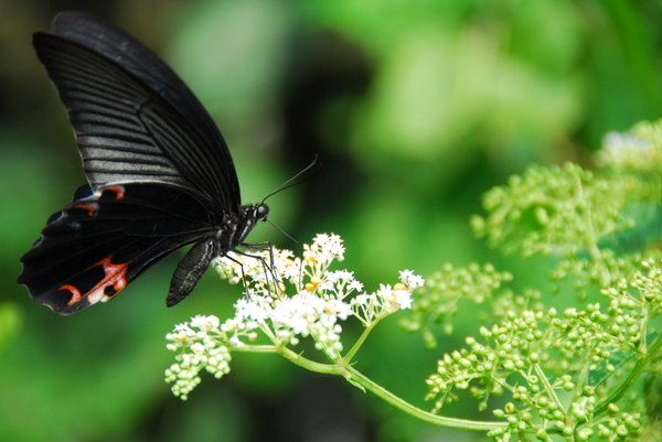 Black butterfly, China