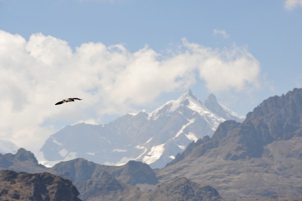 Condor bokehs the Andean landscape